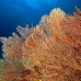seafan_res_v_0705_png0030.jpg